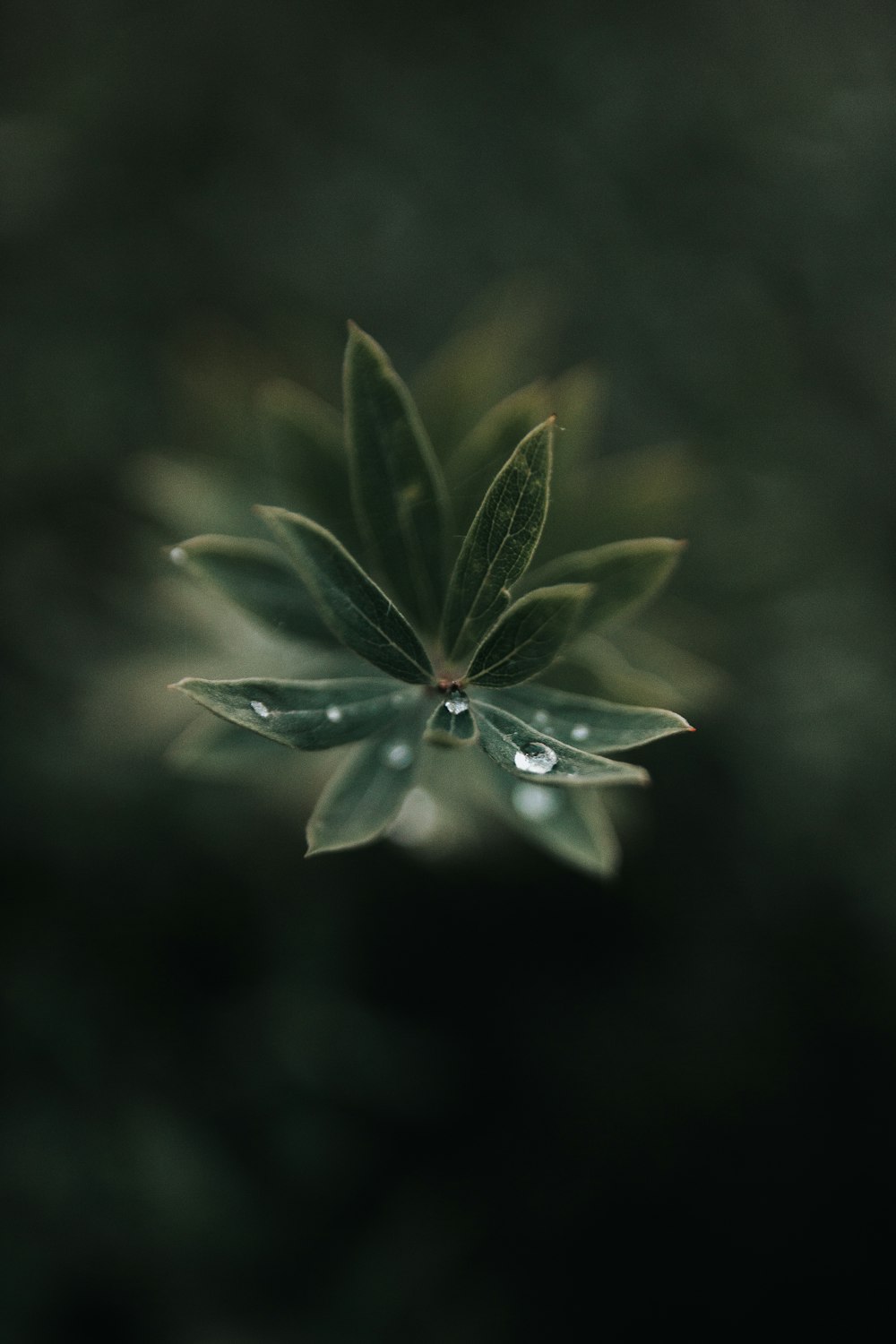 green plant in close up photography