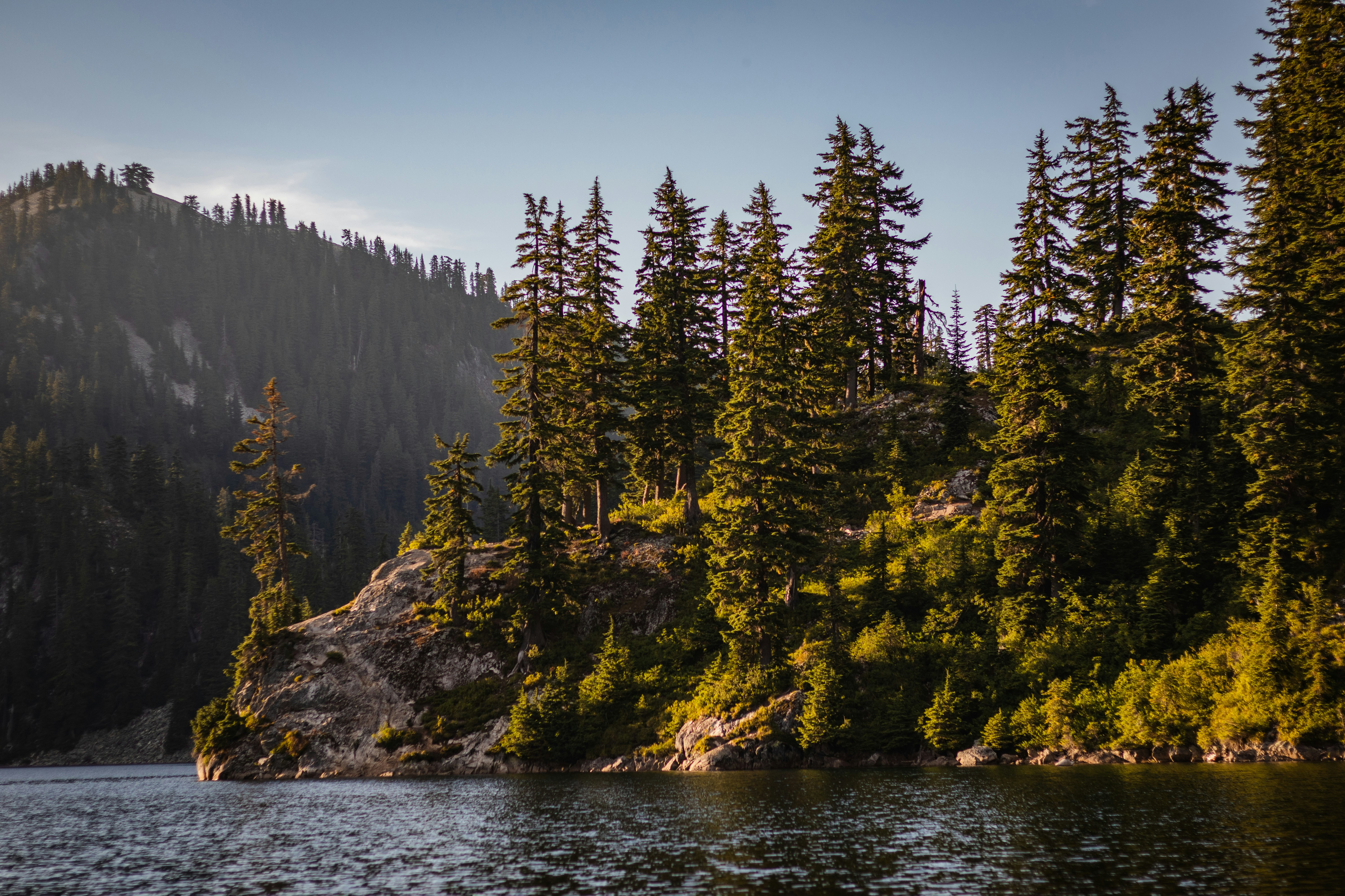 green trees beside body of water during daytime