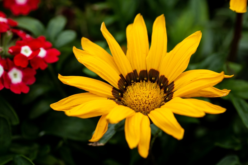 yellow flower in tilt shift lens