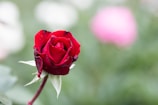 A stunning photograph showcasing Ruby's photography skills.