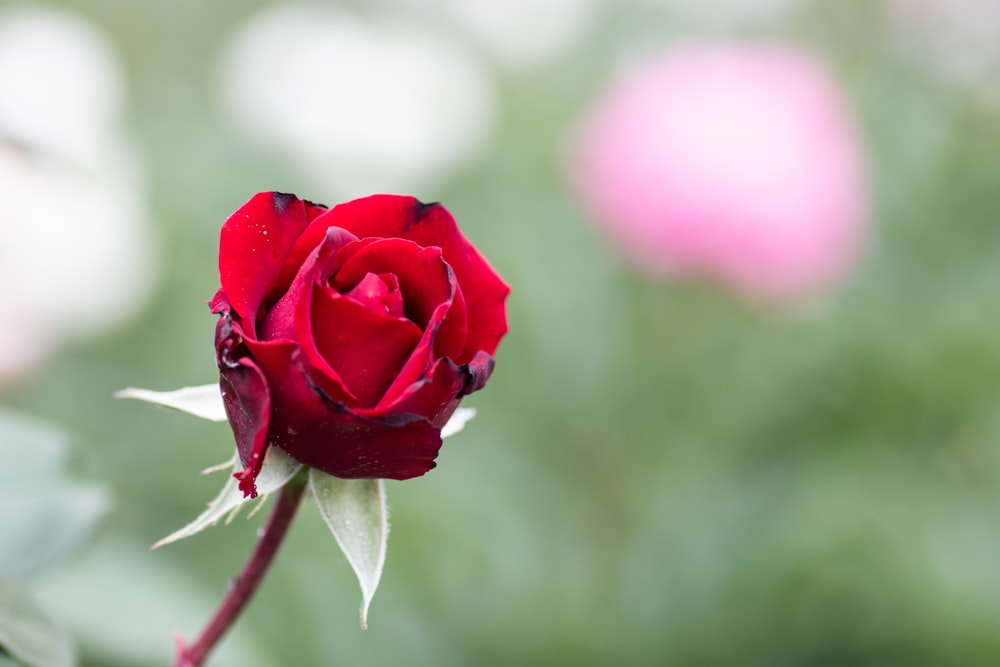 red rose in bloom during daytime