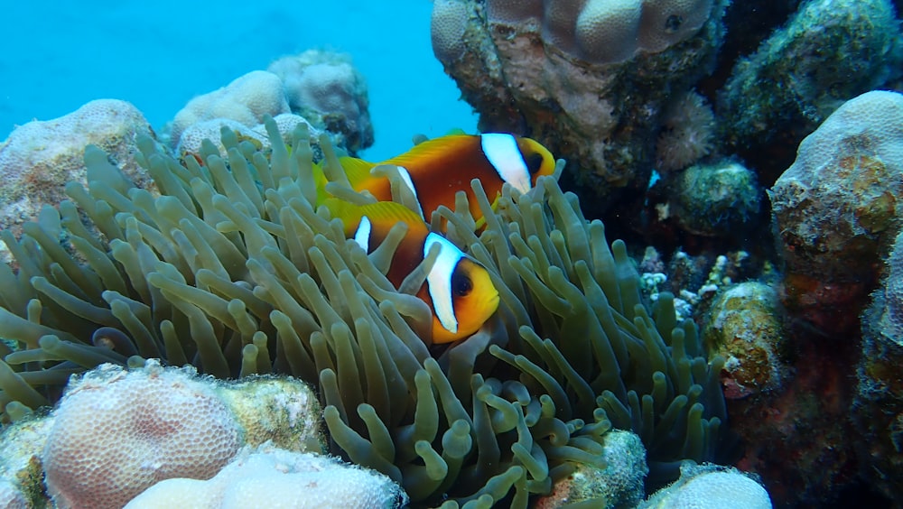 peixe-palhaço no oceano