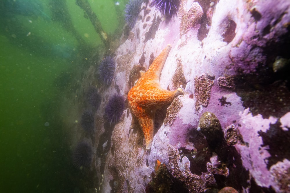 brown starfish on brown coral reef