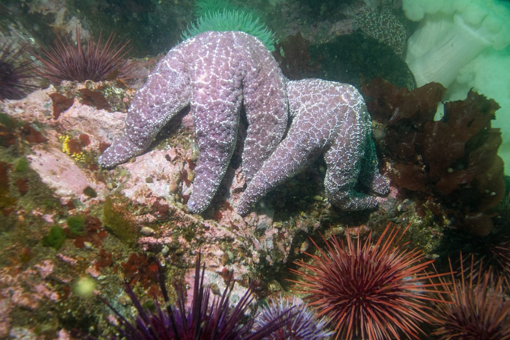 purple and white coral reef