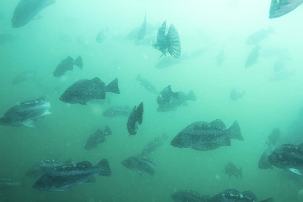 水中の魚の群れ