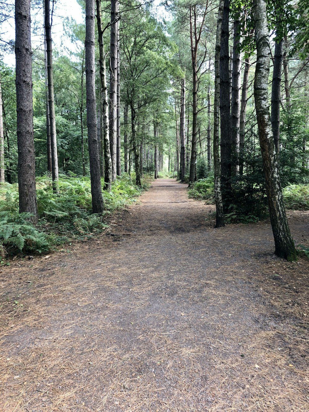 brown dirt road between green trees during daytime