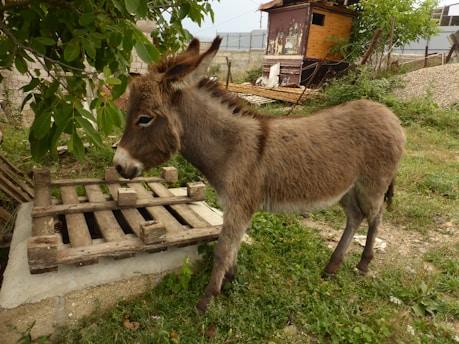 A young donkey stands on green grass near a wooden pallet under a leafy tree. Its fur is light brown with darker markings on the back, ears, and legs. In the background, there is a rustic wooden shed and a wire fence. The surrounding area is grassy and contains some small plants.