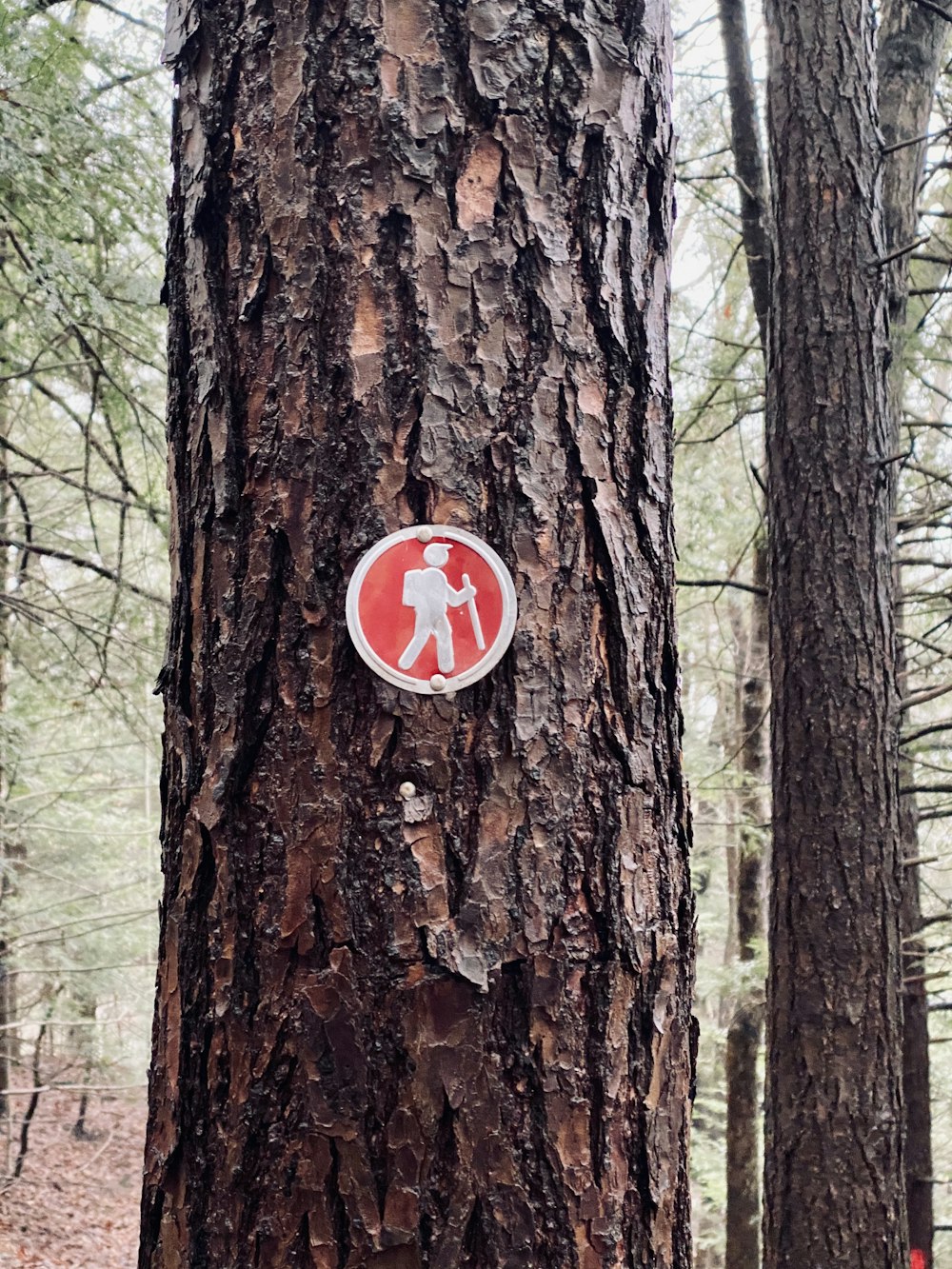 Panneau d’arrêt rouge et blanc sur un arbre brun