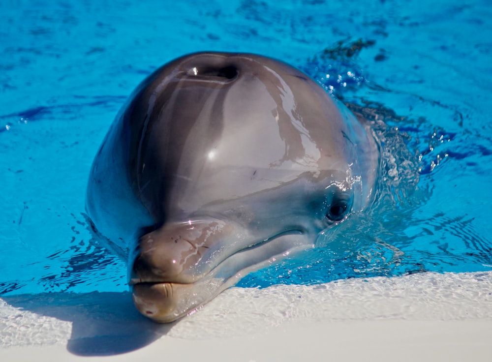 Grauer Delfin im blauen Wasser