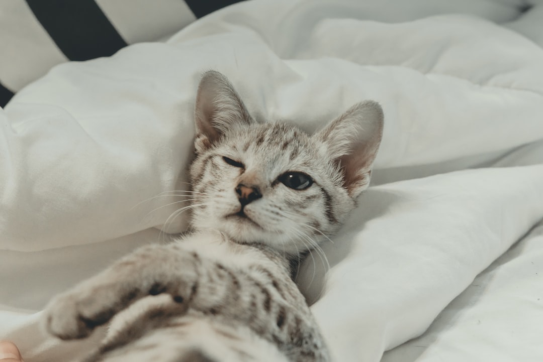 silver tabby cat lying on white textile