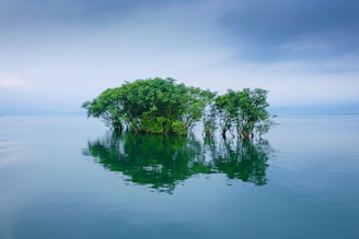 green trees on body of water under cloudy sky during daytime