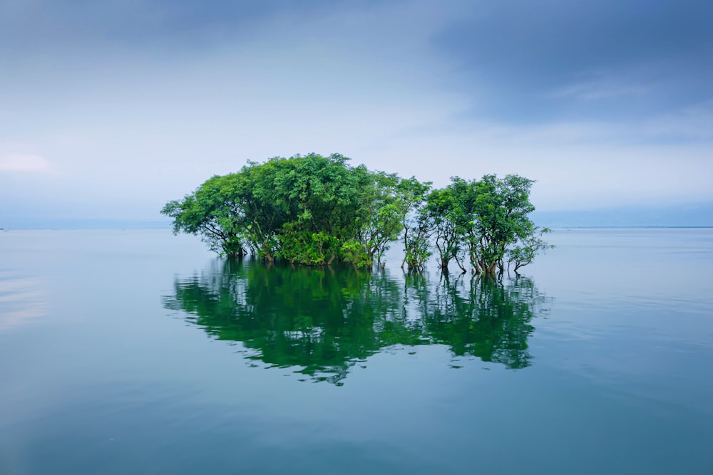 green trees on body of water under cloudy sky during daytime