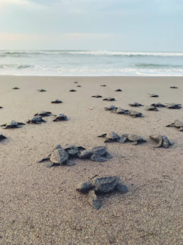 Volunteers releasing baby turtles into the sea during a conservation event at Batu Hiu beach.