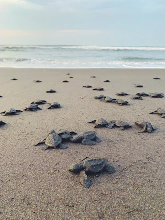 Visitors releasing baby sea turtles into the ocean at Batu Hiu beach during a conservation event.