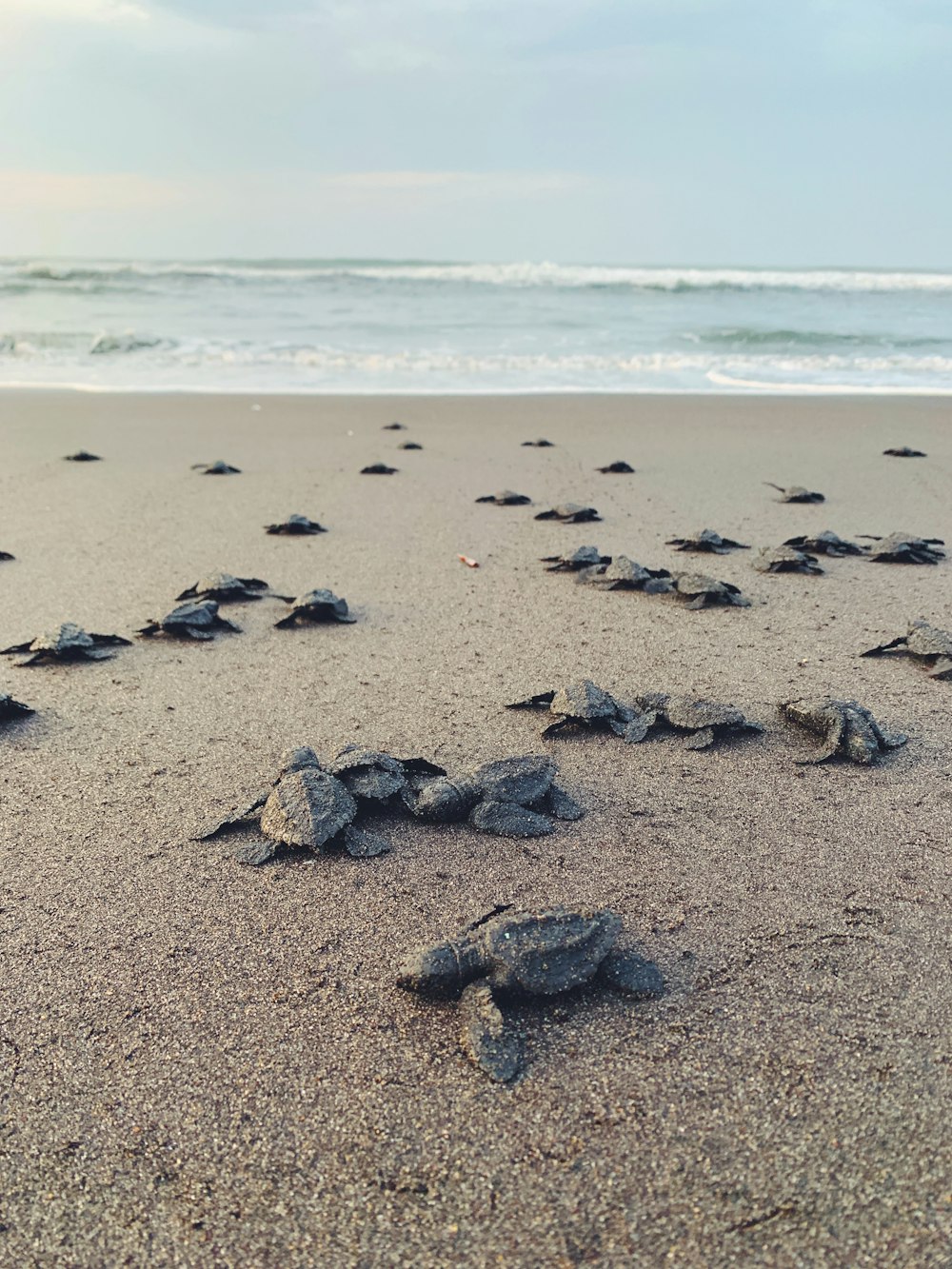 conchiglie grigie e nere sulla spiaggia di sabbia marrone durante il giorno