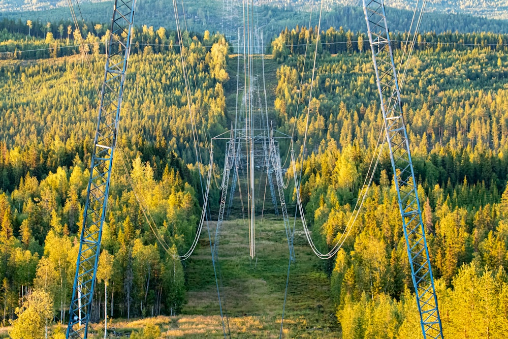 alberi verdi e gialli sul campo di erba marrone