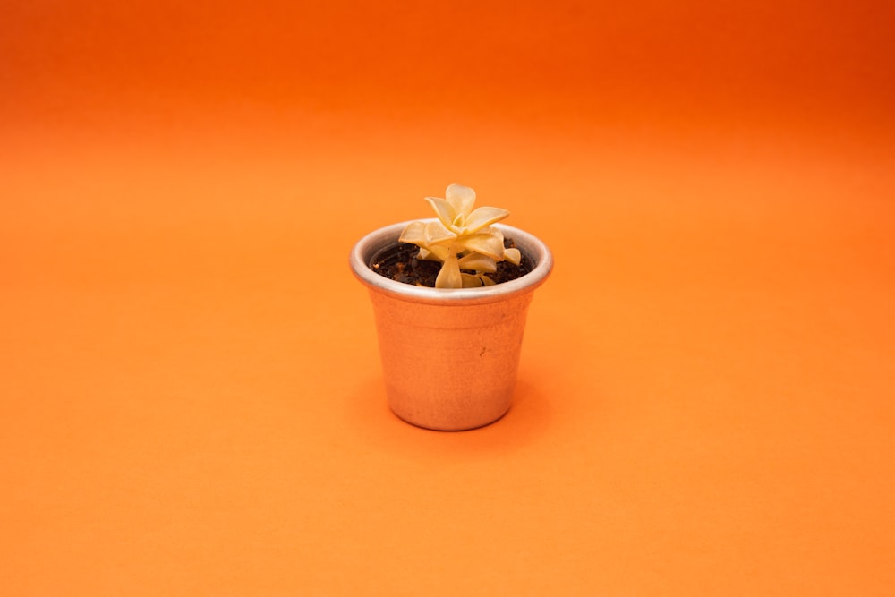 a small potted plant on an orange background