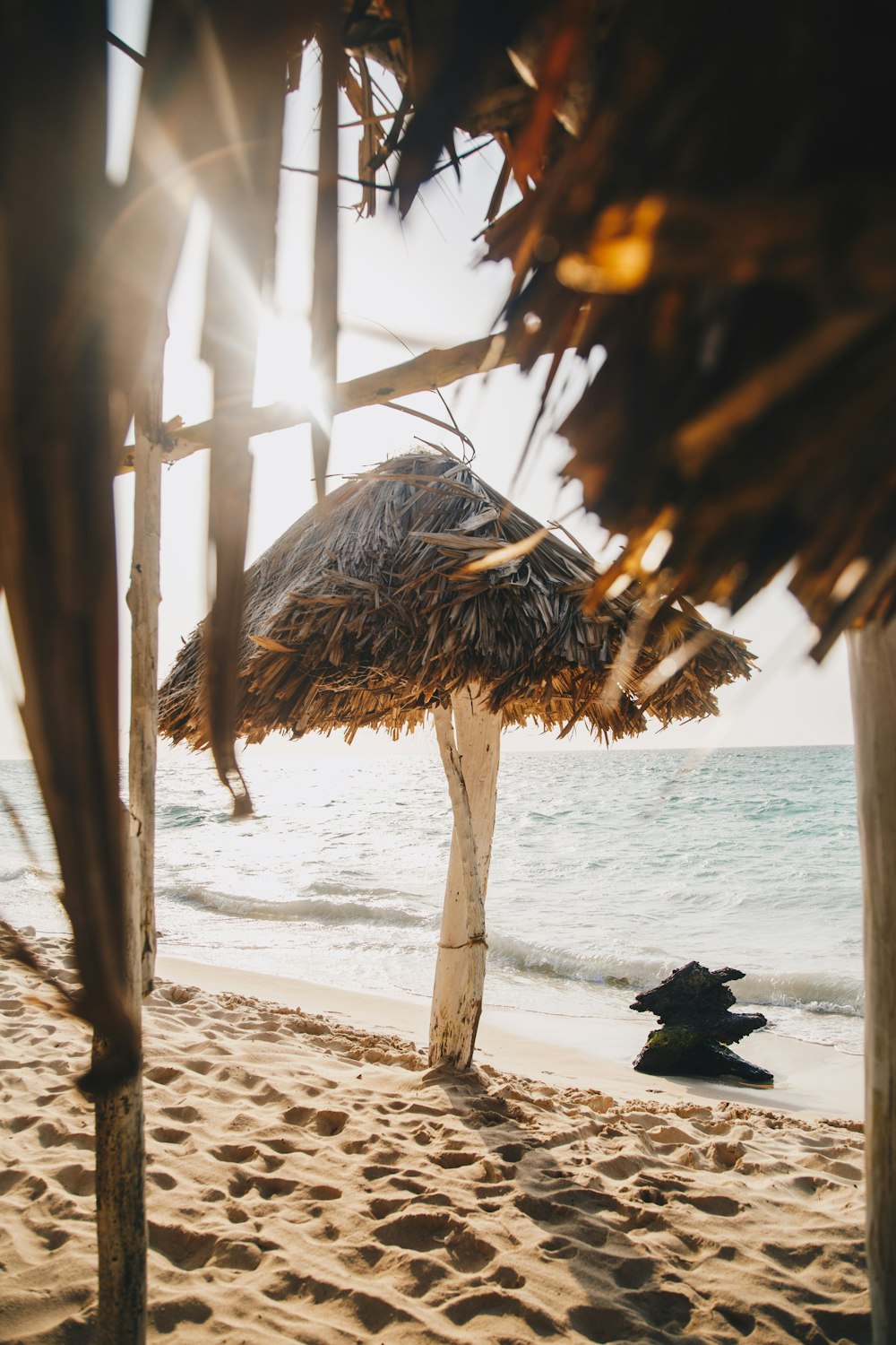 brown wooden tree on beach shore during daytime