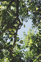 Sunlight filters through apple trees over a rustic wooden crate filled with freshly picked eggs.