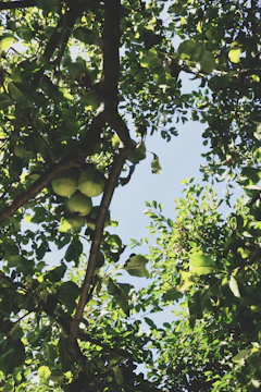 Sunlight filters through apple trees over a rustic wooden crate filled with freshly picked eggs.