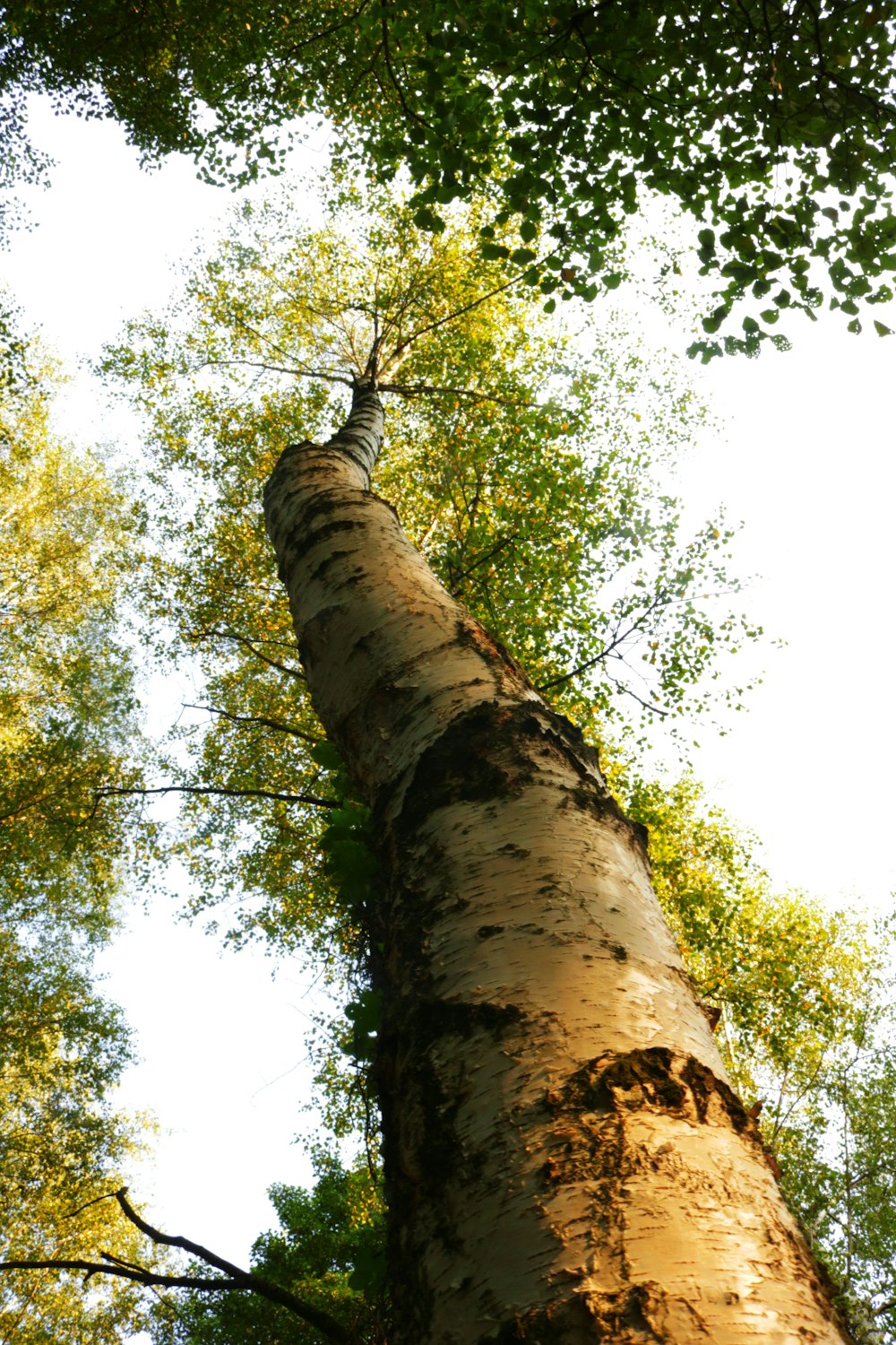 low angle photography of green tree during daytime