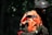 A person in a camouflage uniform and helmet is holding a high-visibility orange and black vest. The background is dark and blends into a forest setting. The figure is partially obscured by shadows, suggesting a tactical or covert environment.