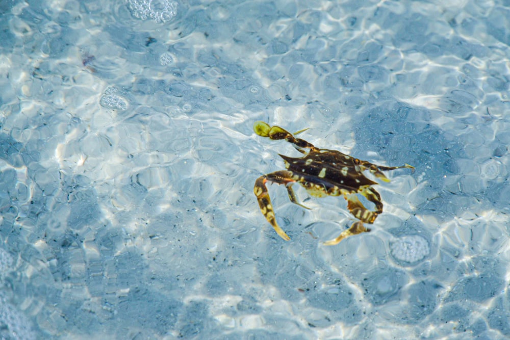 a crab swimming in a pool of water
