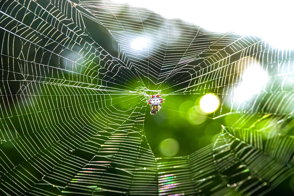 spider on spider web in close up photography during daytime