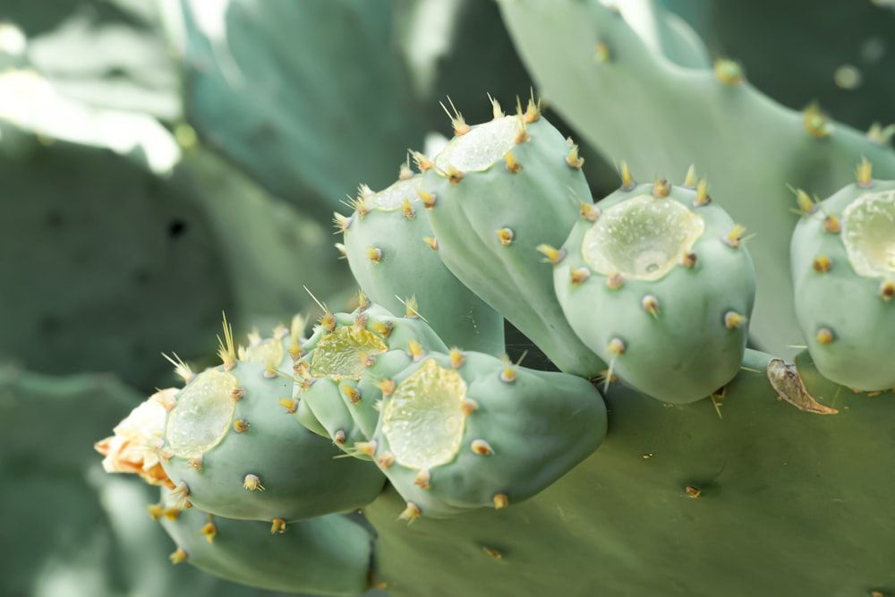 green plant with water droplets