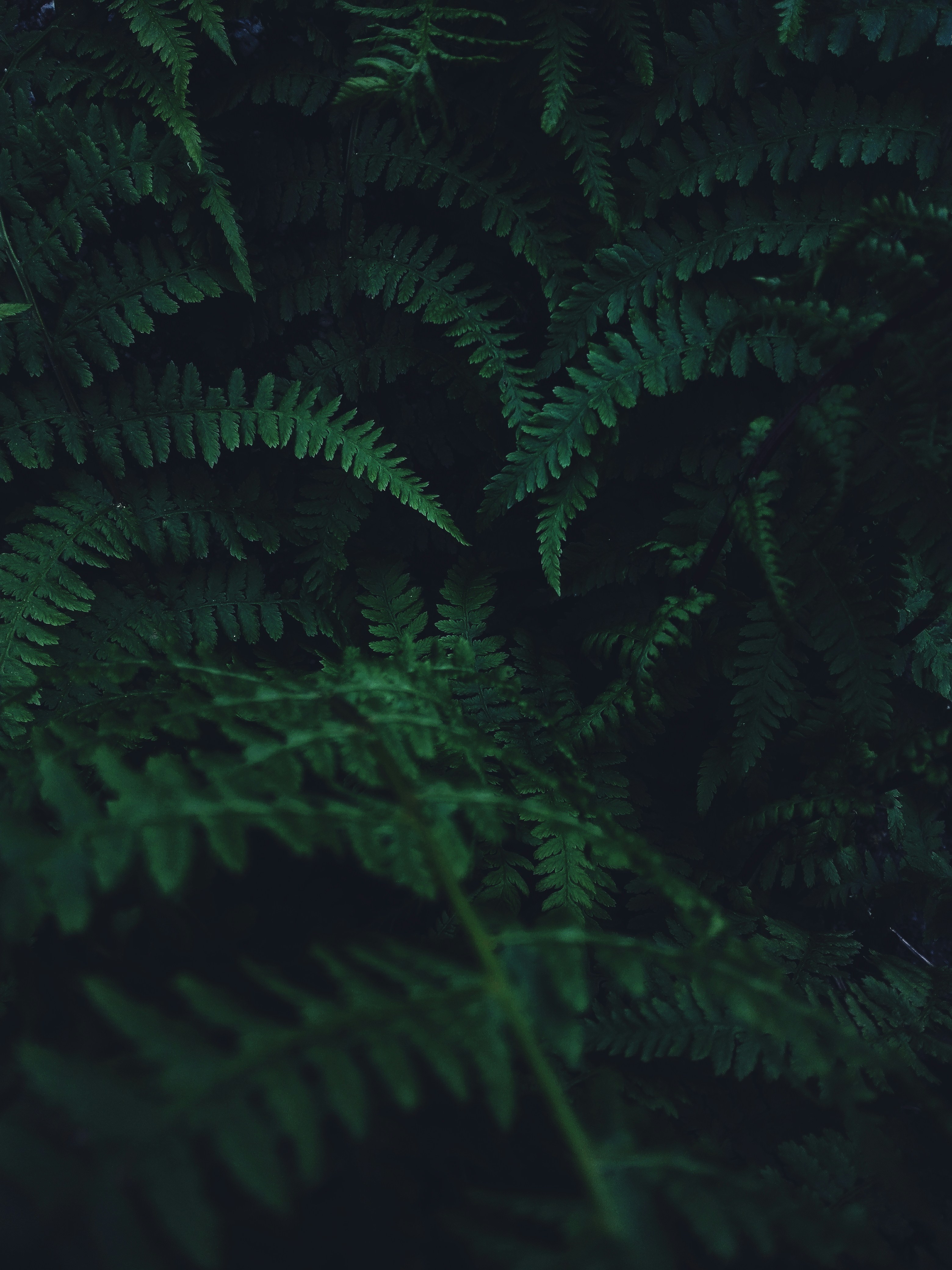 Photo by ricardo_da_silva