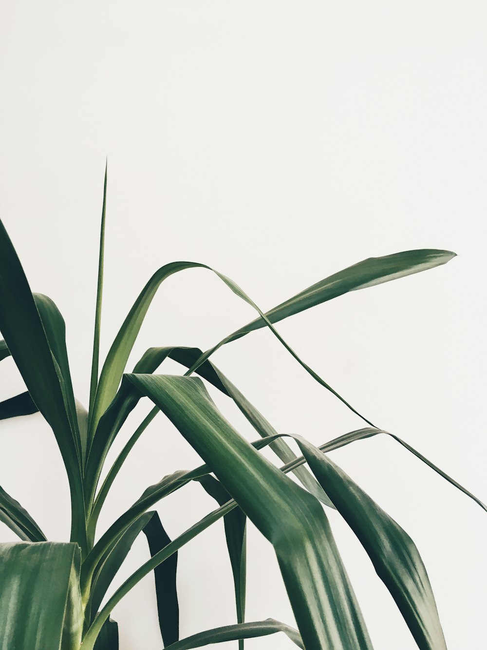 green plant on white background