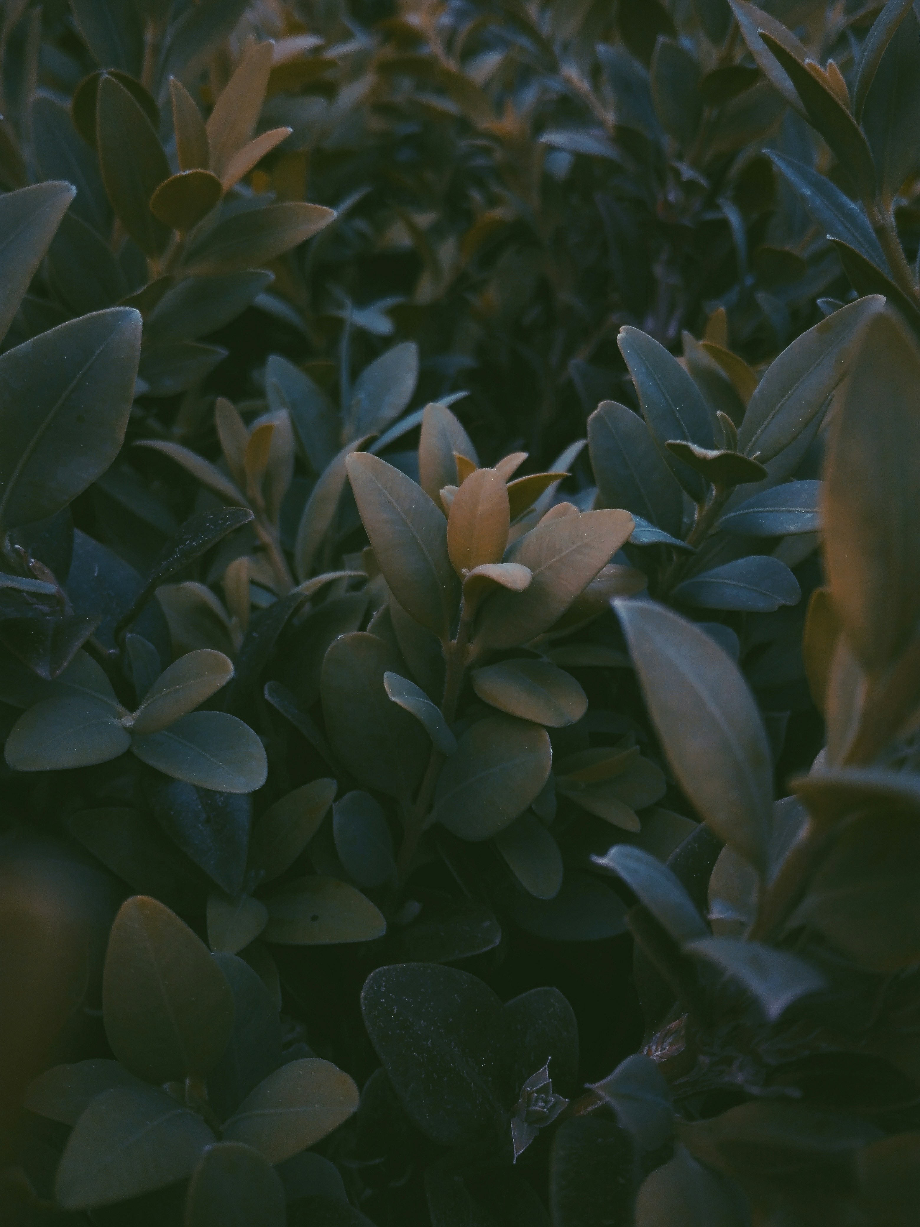 Photo by ricardo_da_silva