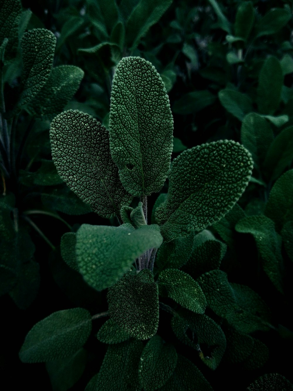 green and purple plant in close up photography