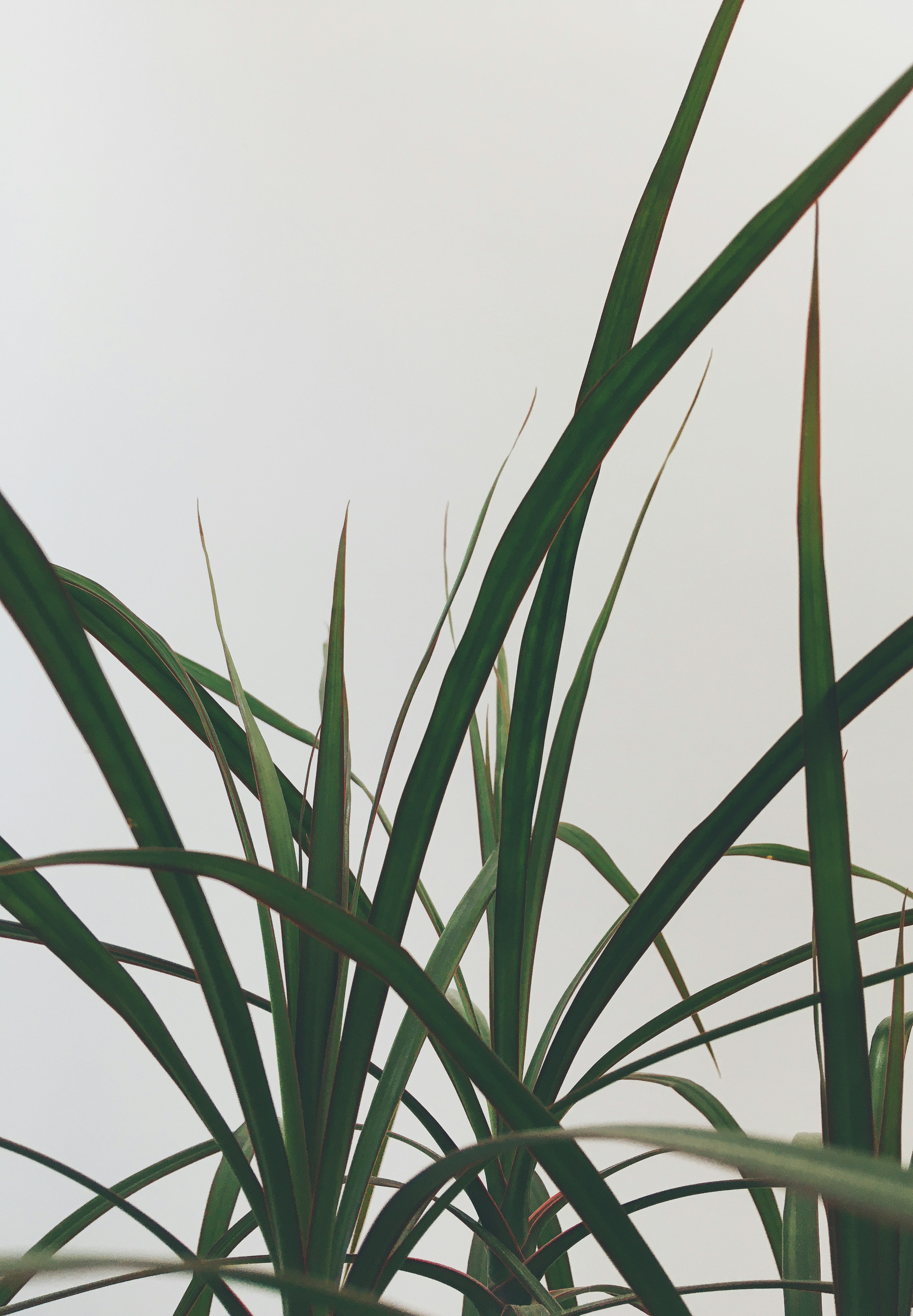 Photo by ricardo_da_silva