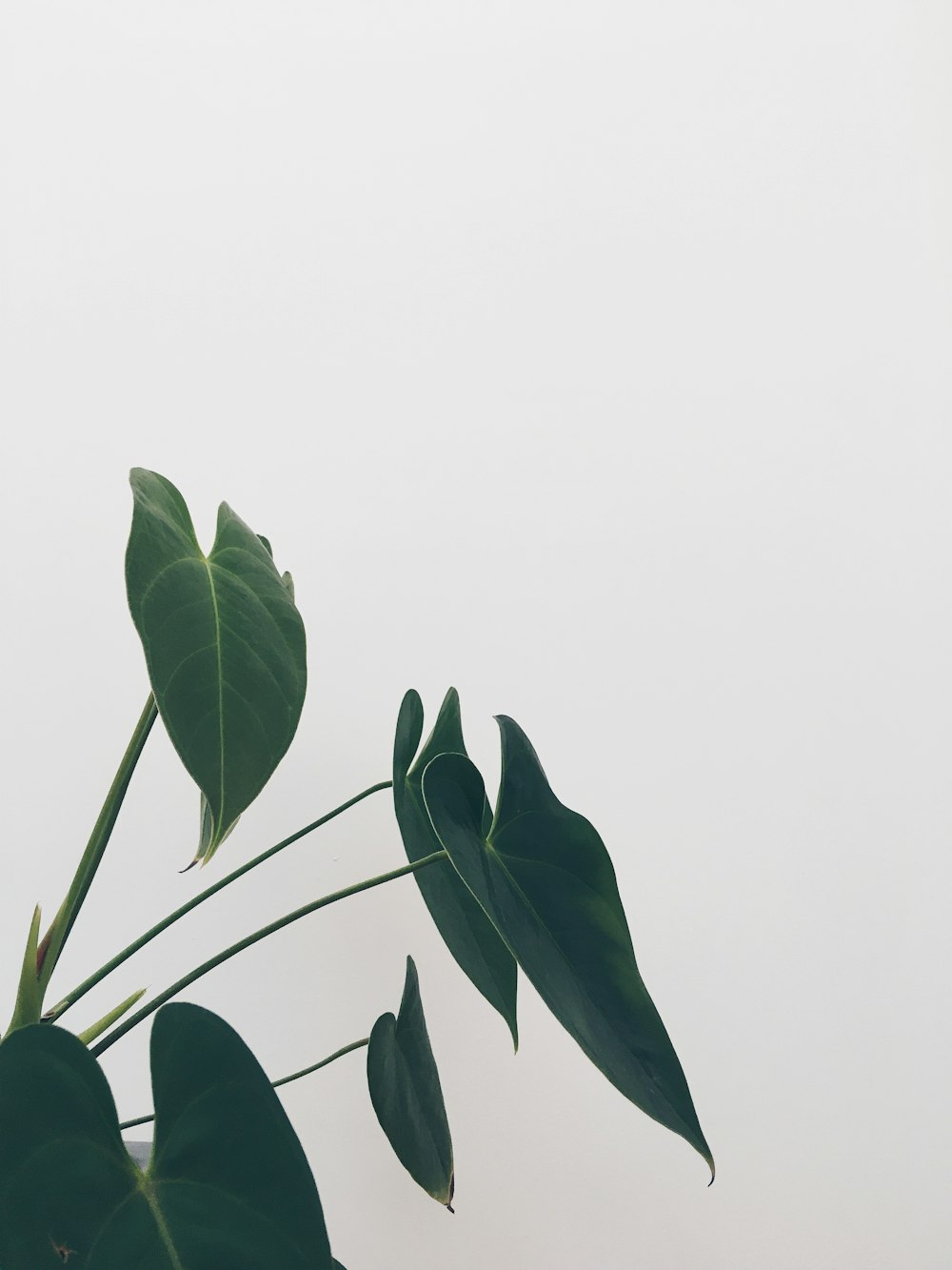 green leaves with white background