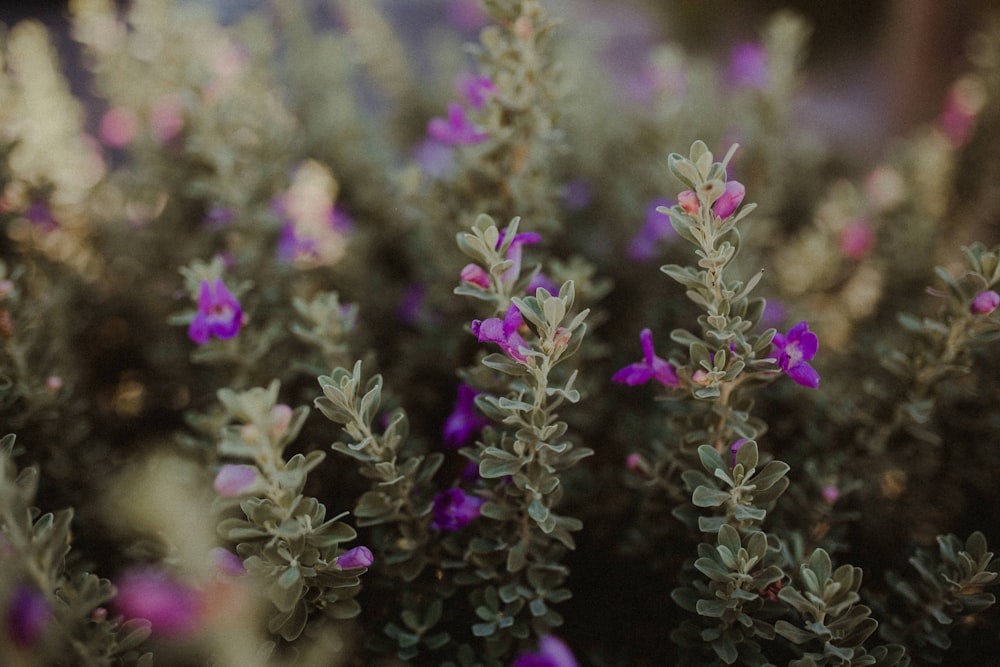 purple flowers in tilt shift lens