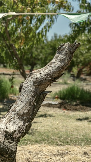 A weathered tree stump stands in the foreground, surrounded by a grassy area. In the background, a row of lush green trees suggests a natural setting, possibly a park or orchard. A strip of bunting with green squares runs across the top, hinting at a festive or decorative addition.