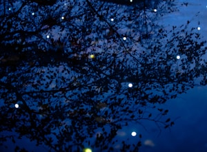 Whispers in the Woods