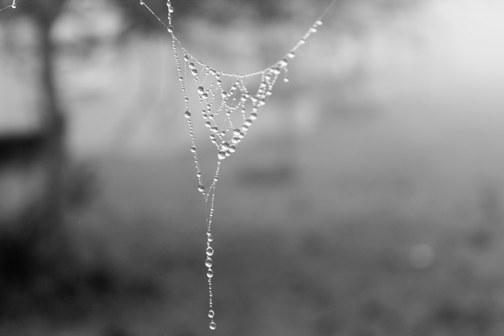 water droplets on spider web in grayscale photography