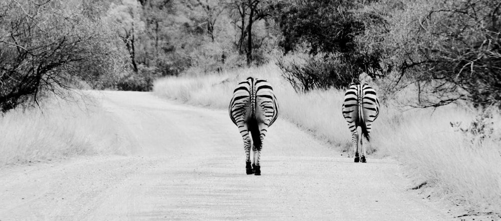 grayscale photo of zebra walking on road