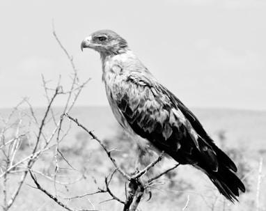 grayscale photo of bird on tree branch