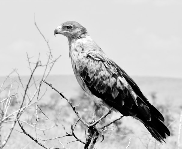 grayscale photo of bird on tree branch