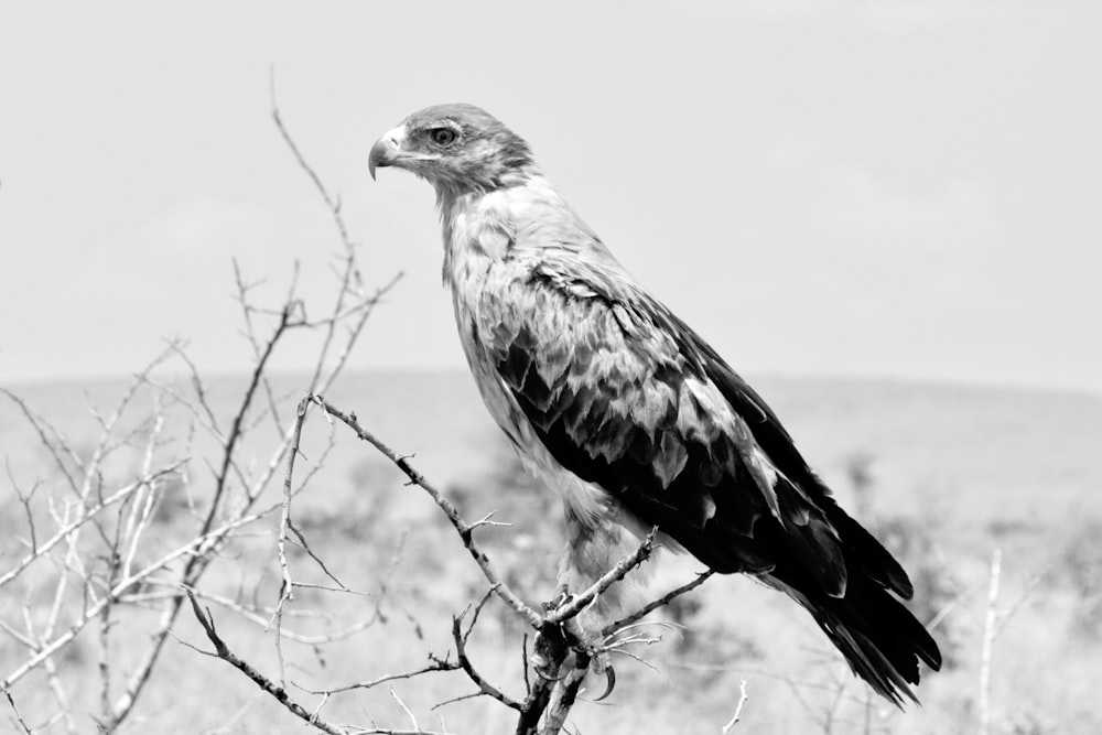 grayscale photo of bird on tree branch