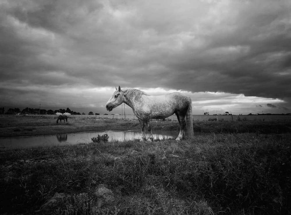a white horse standing in a field next to a body of water