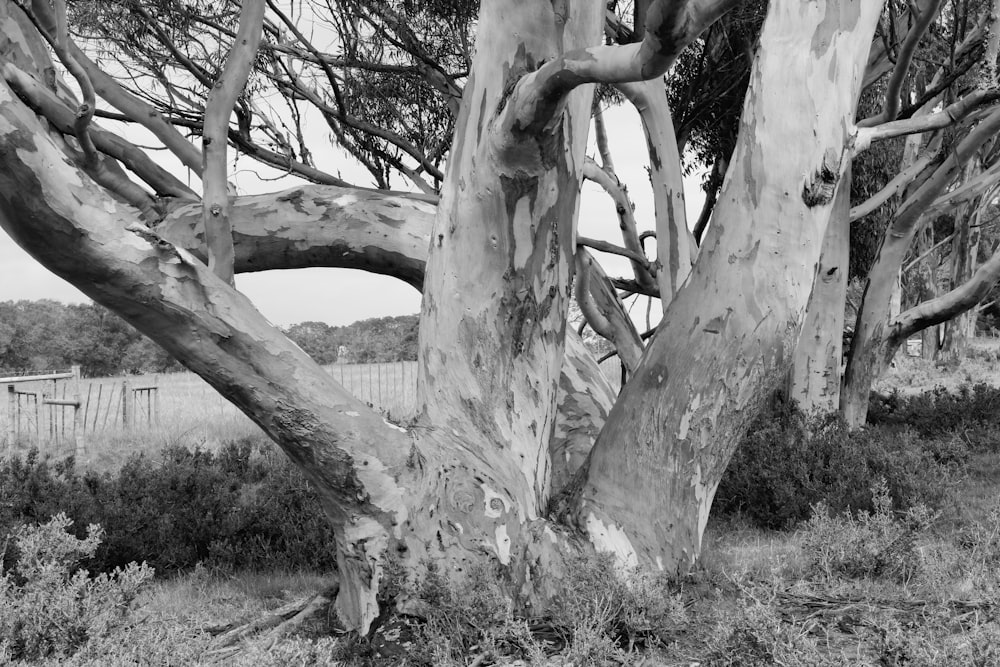 grayscale photo of tree trunk