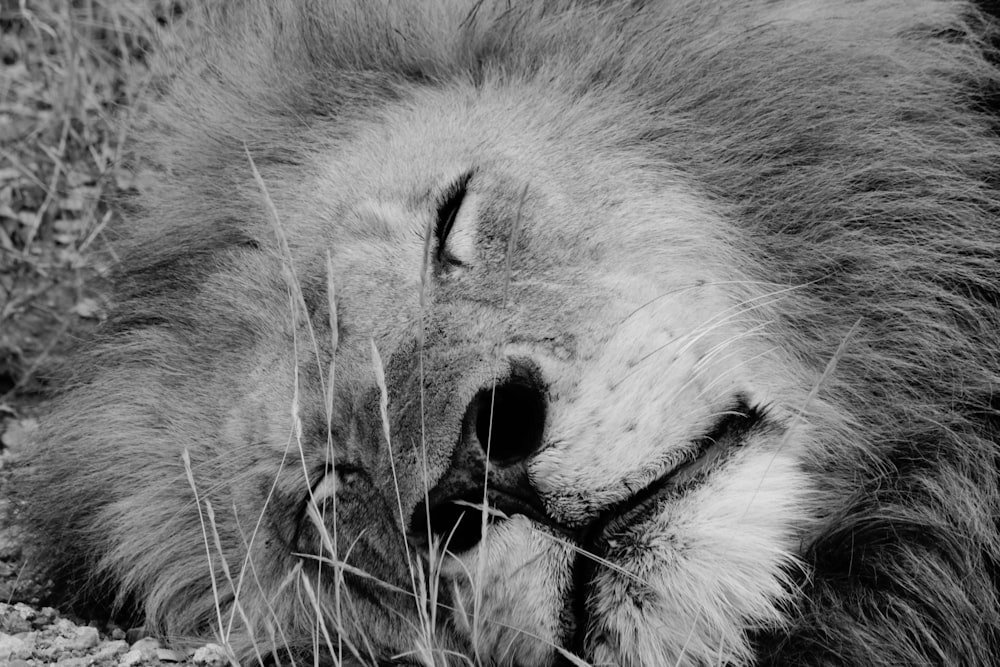 lion face in grayscale photography