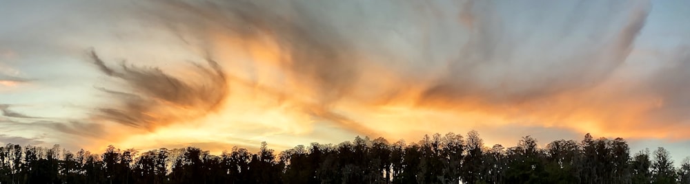 green trees under orange and gray sky