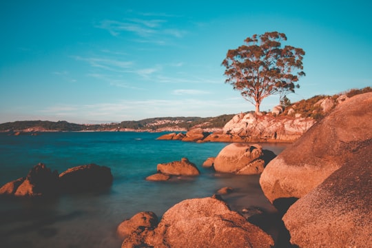 brown bare tree on brown rock formation near body of water during daytime in Ría de Aldán Spain