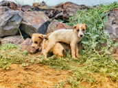 Golden Aussie puppies exploring a natural, grassy outdoor area under careful supervision.