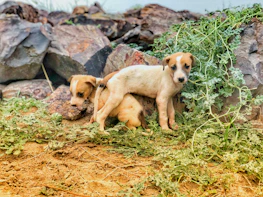 Golden Aussie puppies exploring a natural, grassy outdoor area under careful supervision.